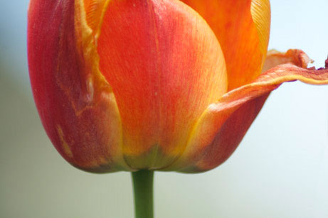 tulip_2749
