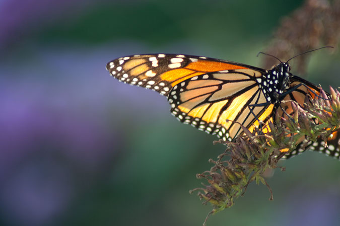 wiseman_Butterfly