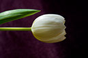 longtulip_8846