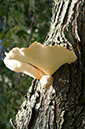 mushroom