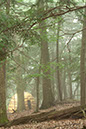 wiseman_Hut%20in%20Fog