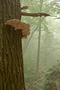 wiseman_Mushroom%20in%20Fog