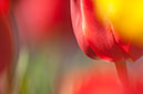 wiseman_VibrantTulip