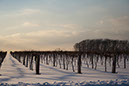 wiseman_VinesInWinter